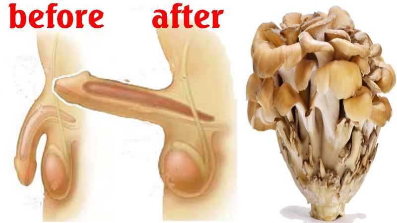 Mushroom Erectile Dysfunction
